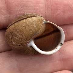Helminthoglypta nickliniana