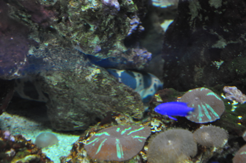 Longfin spotted snake eel