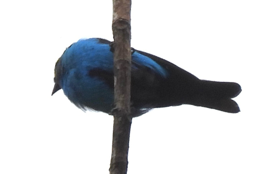 Paradise Tanager (Tangara chilensis), photo 3