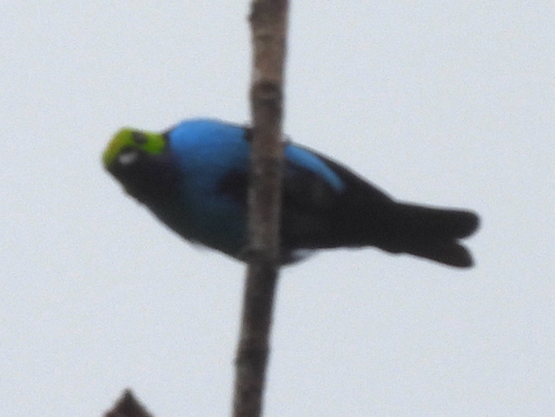 Paradise Tanager (Tangara chilensis), photo 2