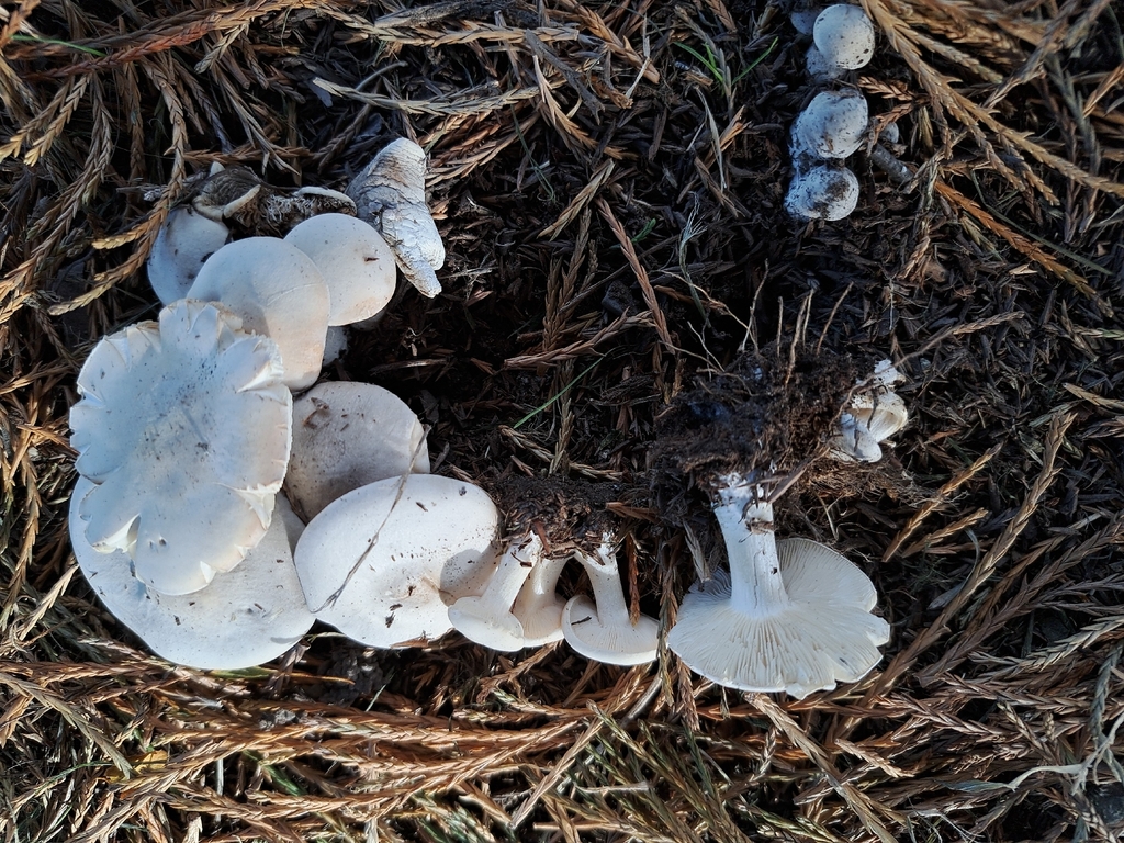 Melanoleuca exscissa