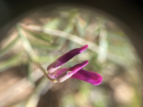 Mediterranean Vetch (Vicia monantha)