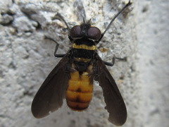 Pentatomophaga latifascia