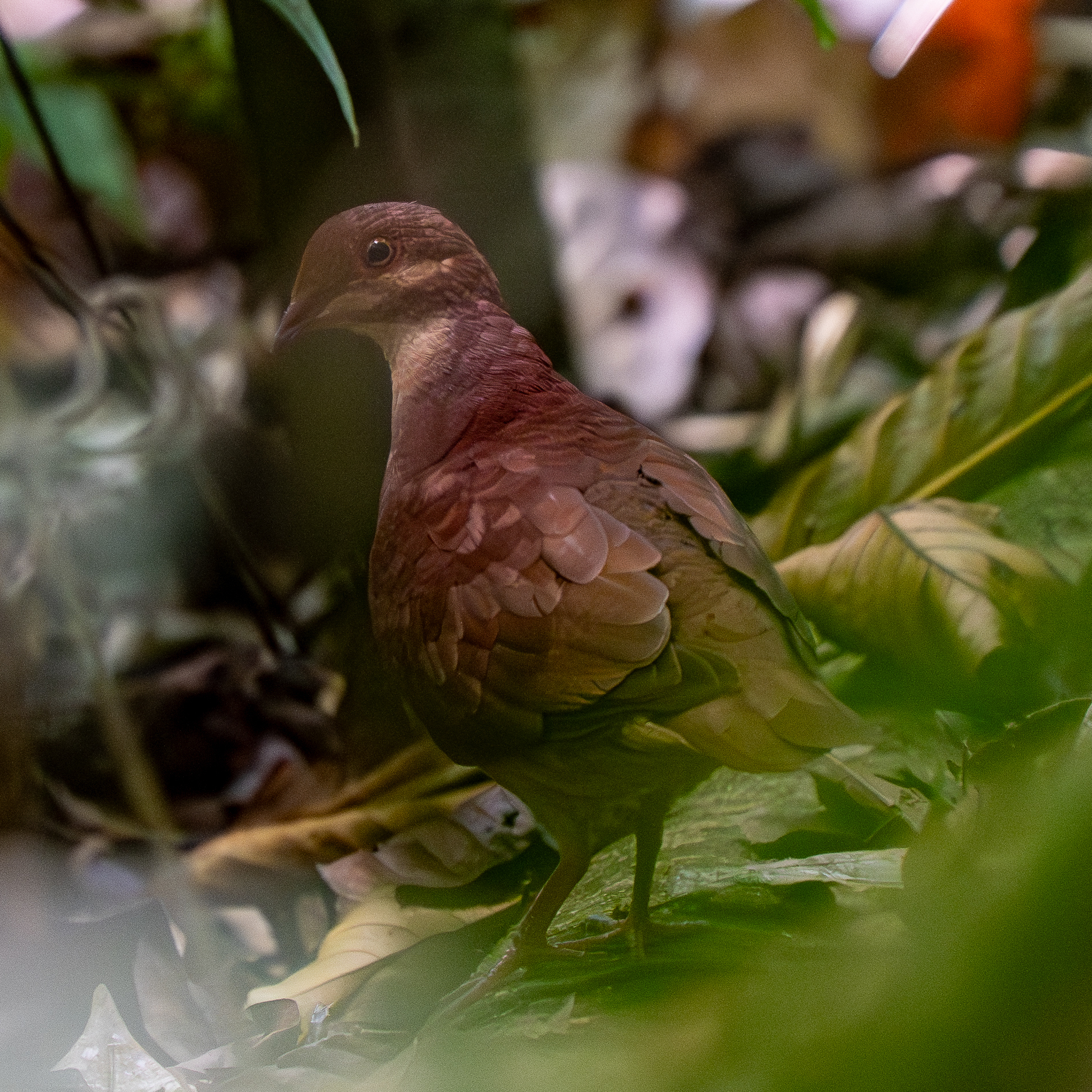 Ruddy Quail-Dove (Geotrygon montana), photo 4