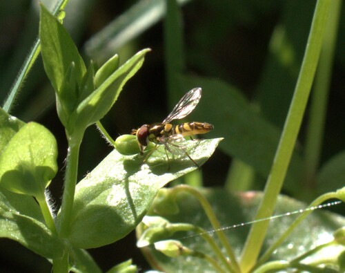 Unknown species found near Santa Cruz County, US-CA, US