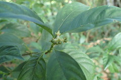 Palicourea gracilenta