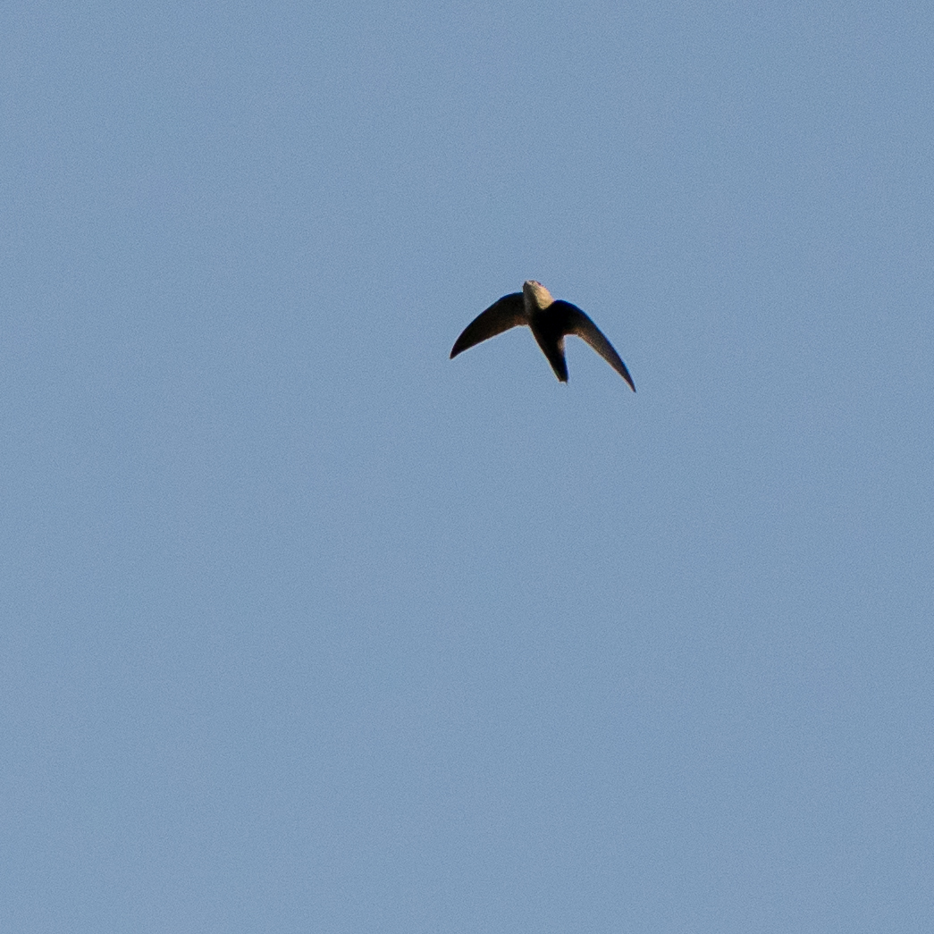 Chimney Swift (Chaetura pelagica), photo 1