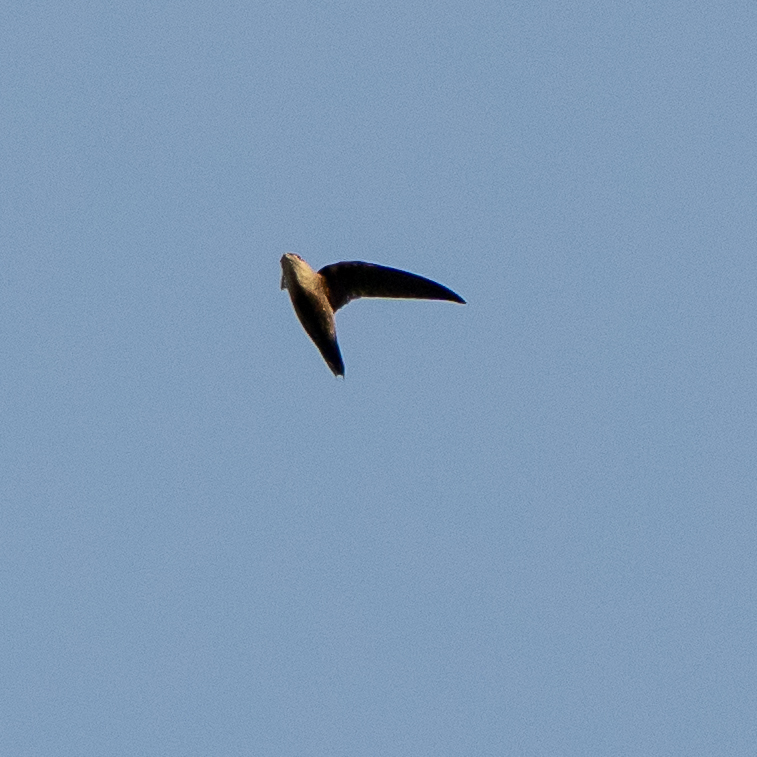 Chimney Swift (Chaetura pelagica), photo 2