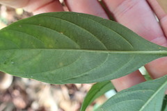 Palicourea gracilenta