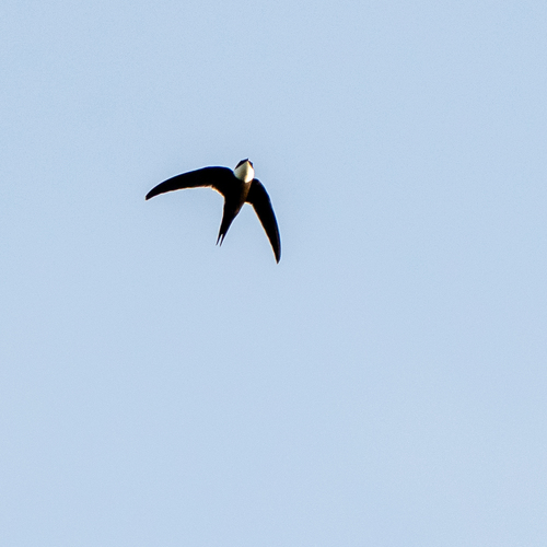 Lesser Swallow-tailed Swift (Panyptila cayennensis), photo 2