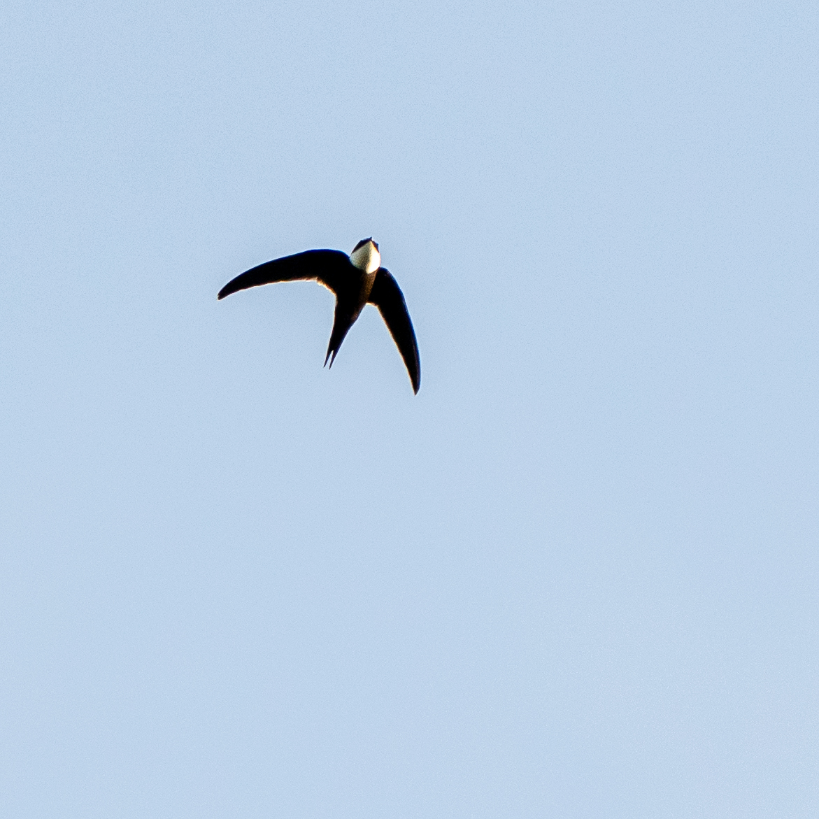 Lesser Swallow-tailed Swift (Panyptila cayennensis), photo 2