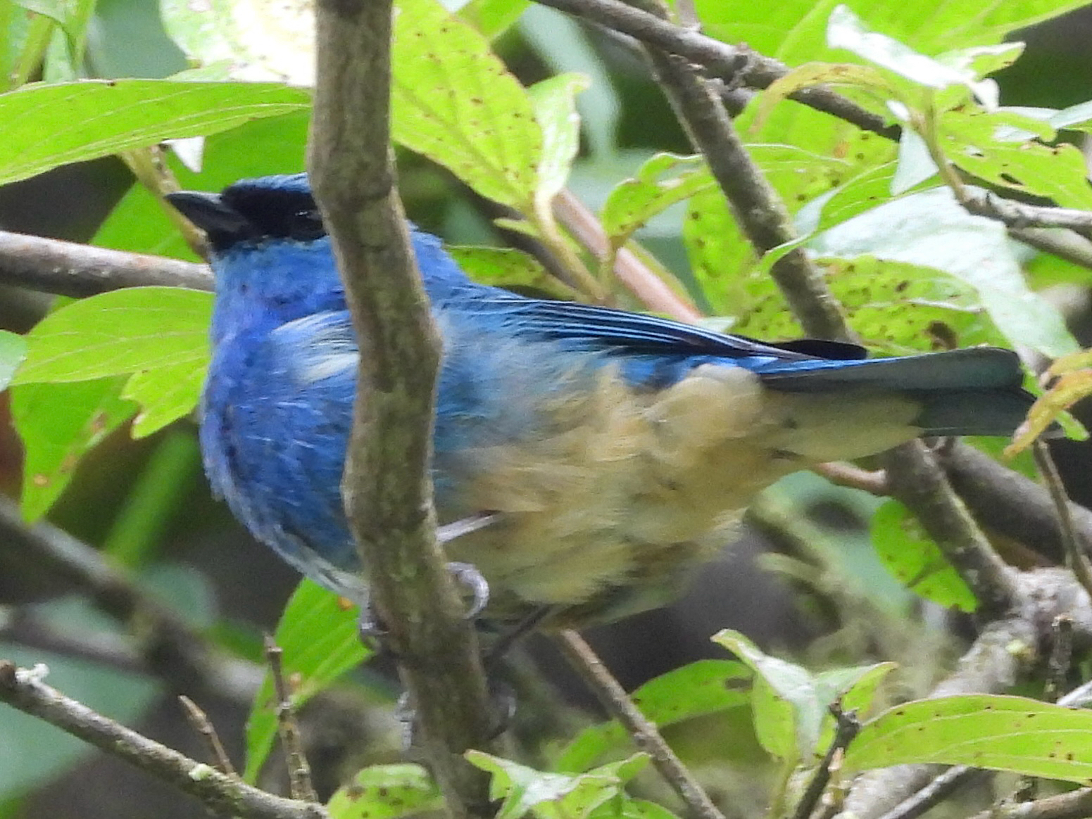 Golden-naped Tanager (Chalcothraupis ruficervix), photo 10