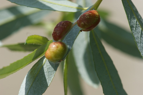 iNaturalist observation photo of Willow Apple Gall Sawfly