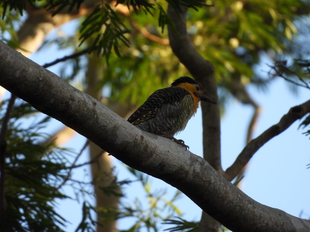 Field Flicker from QC48+RF7 Botanical, Asunción 001513, Paraguay on ...
