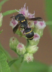 Leptochilus republicanus