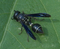 Zethus spinipes variegatus