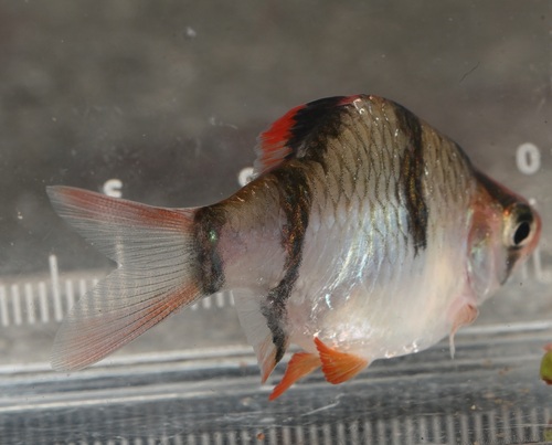 Tiger barb (Puntigrus tetrazona) — Cyprinidae — 4
