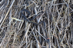 Diadophis punctatus vandenburgii