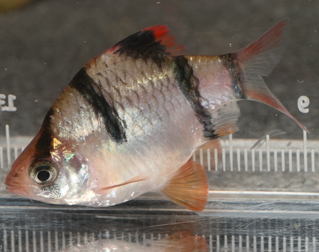 Tiger barb (Puntigrus tetrazona) — Cyprinidae