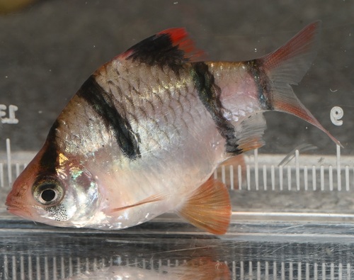 Tiger barb (Puntigrus tetrazona) — Cyprinidae