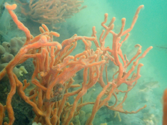 Clathria prolifera