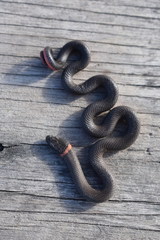 Diadophis punctatus vandenburgii