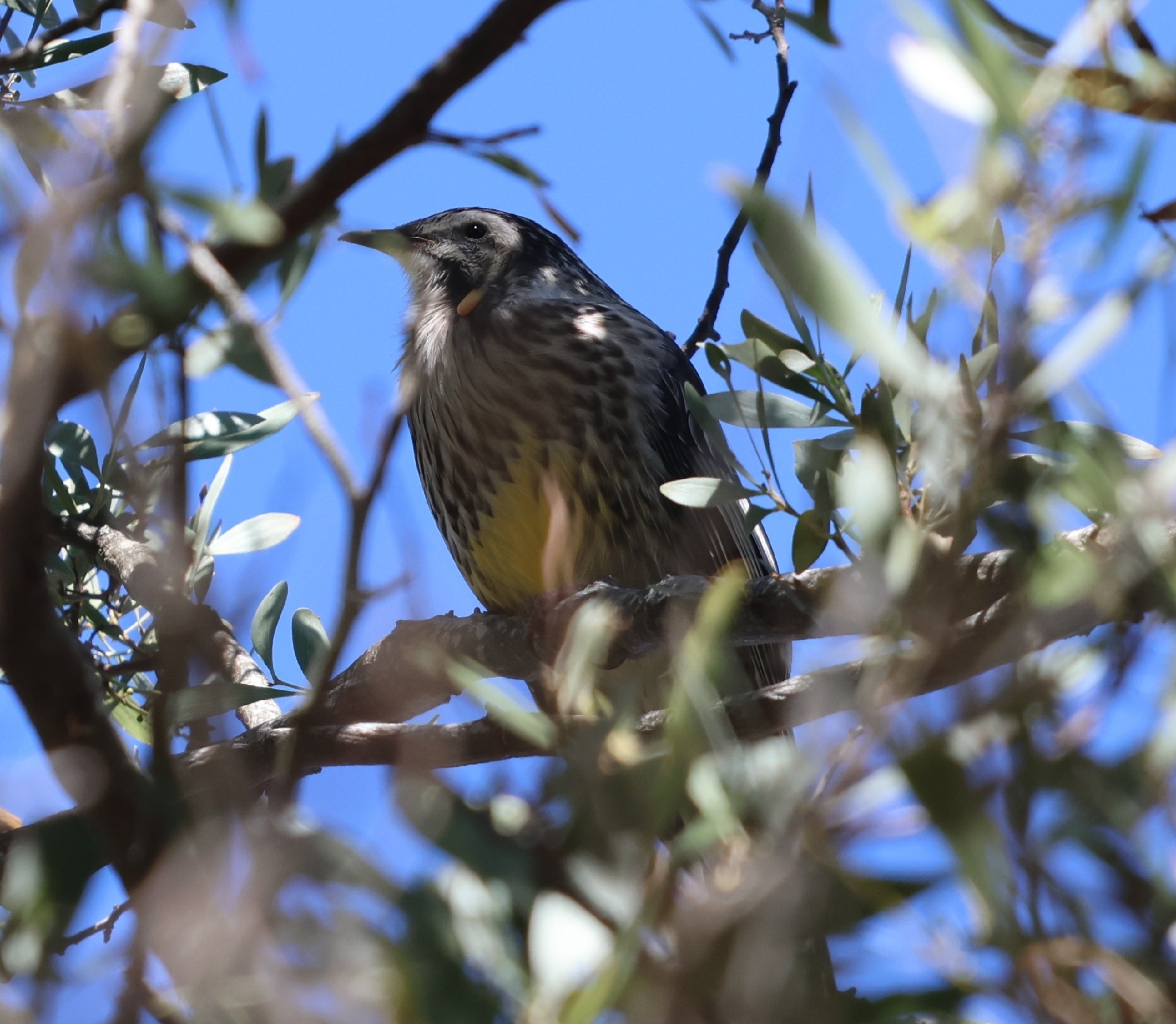 Yellow Wattlebird (Anthochaera paradoxa), photo 6