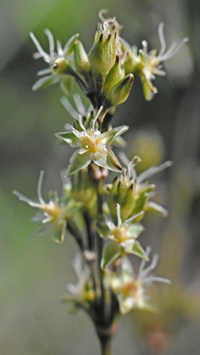 Schiedea adamantis