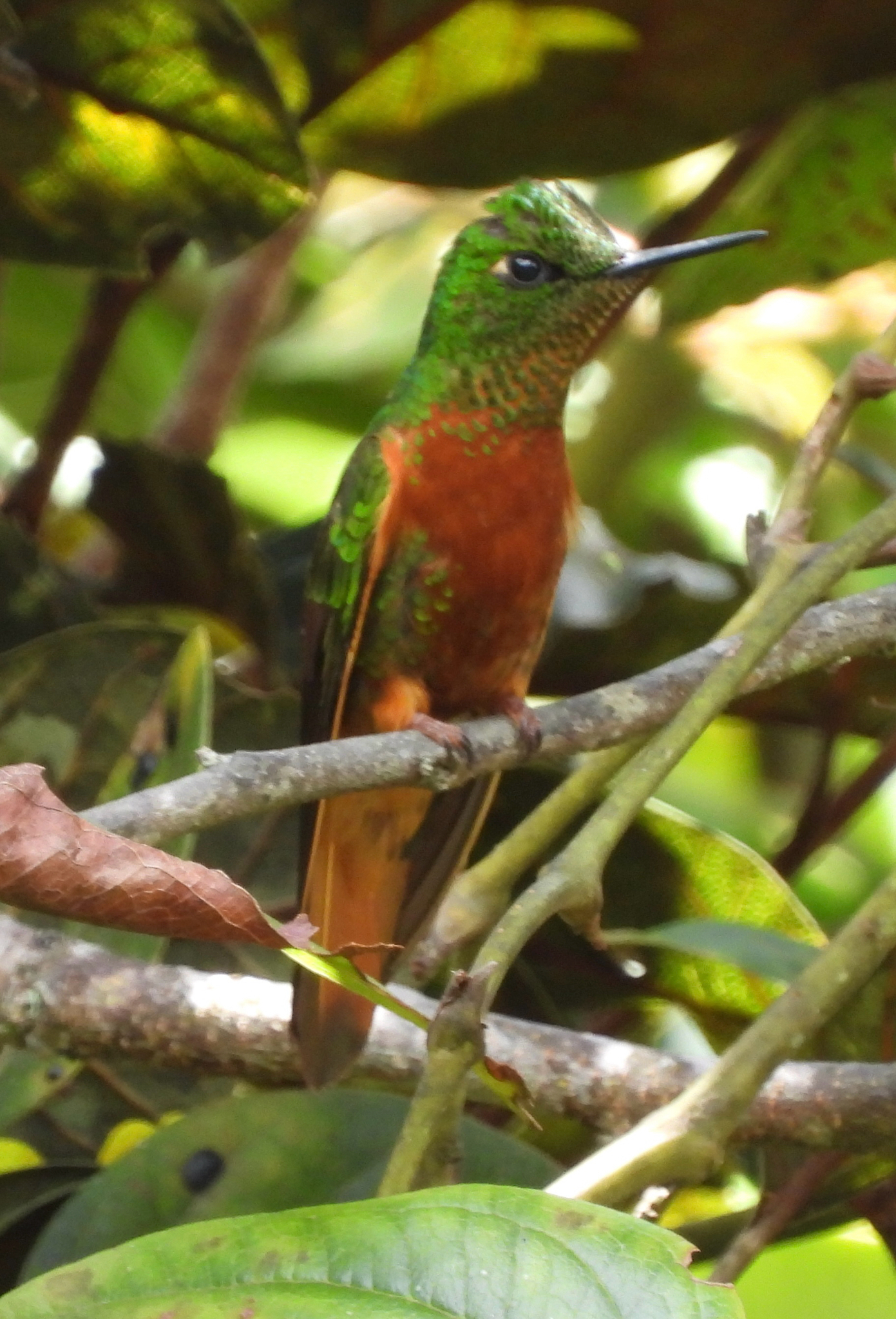 Chestnut-breasted Coronet (Boissonneaua matthewsii), photo 6