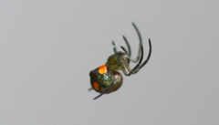 Araneae