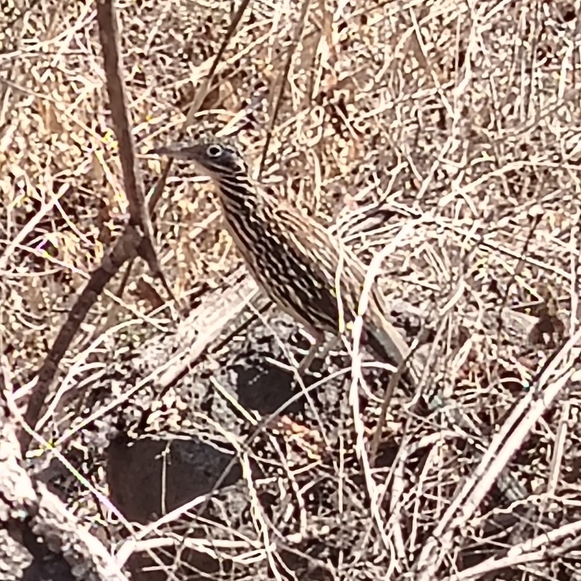 Lesser Roadrunner (Geococcyx velox), photo 4