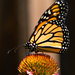 Monarch