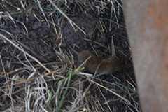 Microtus californicus