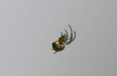 Araneae