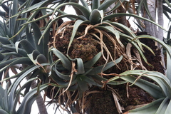 Aceria aloinis