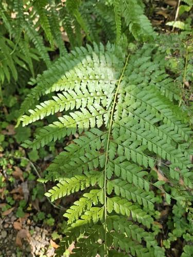 hay-scented fern (Microlepia strigosa)