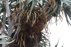 Aceria aloinis