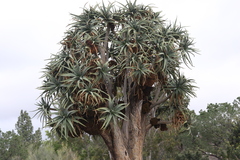 Aceria aloinis