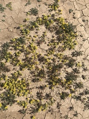 Lepidium flavum felipense