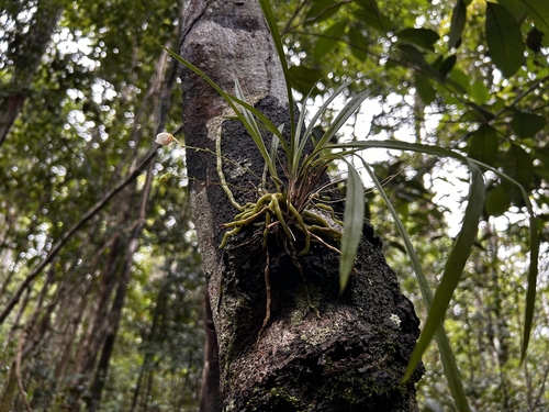 Grassleaf orchid (Koellensteinia graminea)