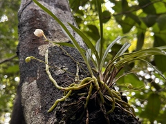 (c) vitordematos12, some rights reserved (CC BY-SA) Koellensteinia graminea, photograph (c) vitordematos12, some rights reserved (CC BY-SA)