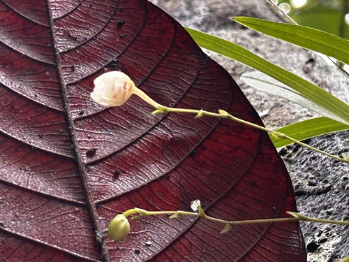 Koellensteinia graminea, photograph 6