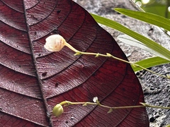 Koellensteinia graminea, photograph (c) vitordematos12, some rights reserved (CC BY-SA)