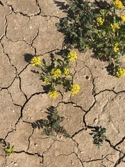 Lepidium flavum felipense