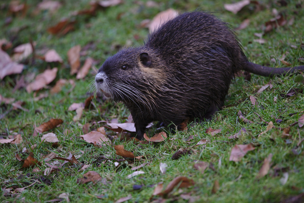 Coypu
