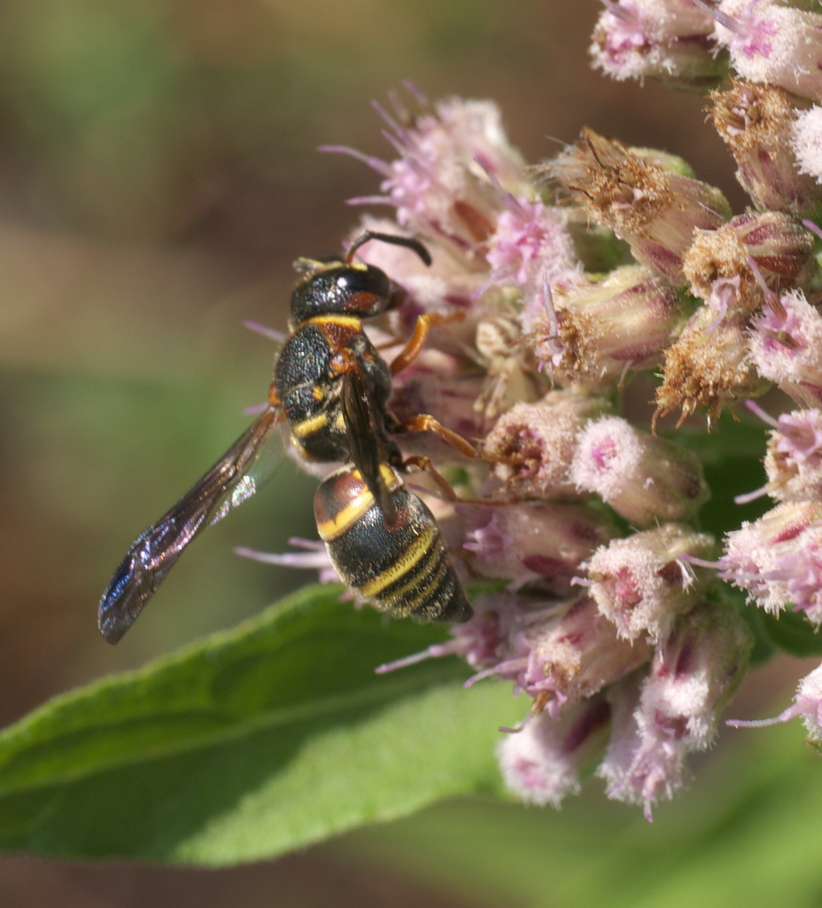 Euodynerus annulatus arvensis