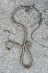 Boiga guangxiensis