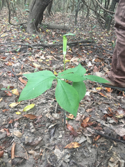Arisaema quinatum