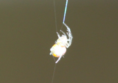 Araneae