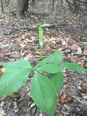 Arisaema quinatum